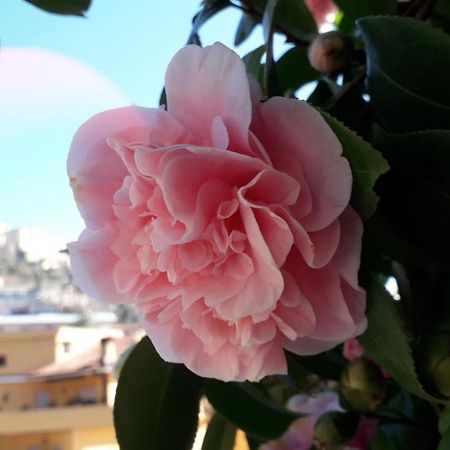 B&B Il Giardino Delle Camelie Палестрина Екстериор снимка