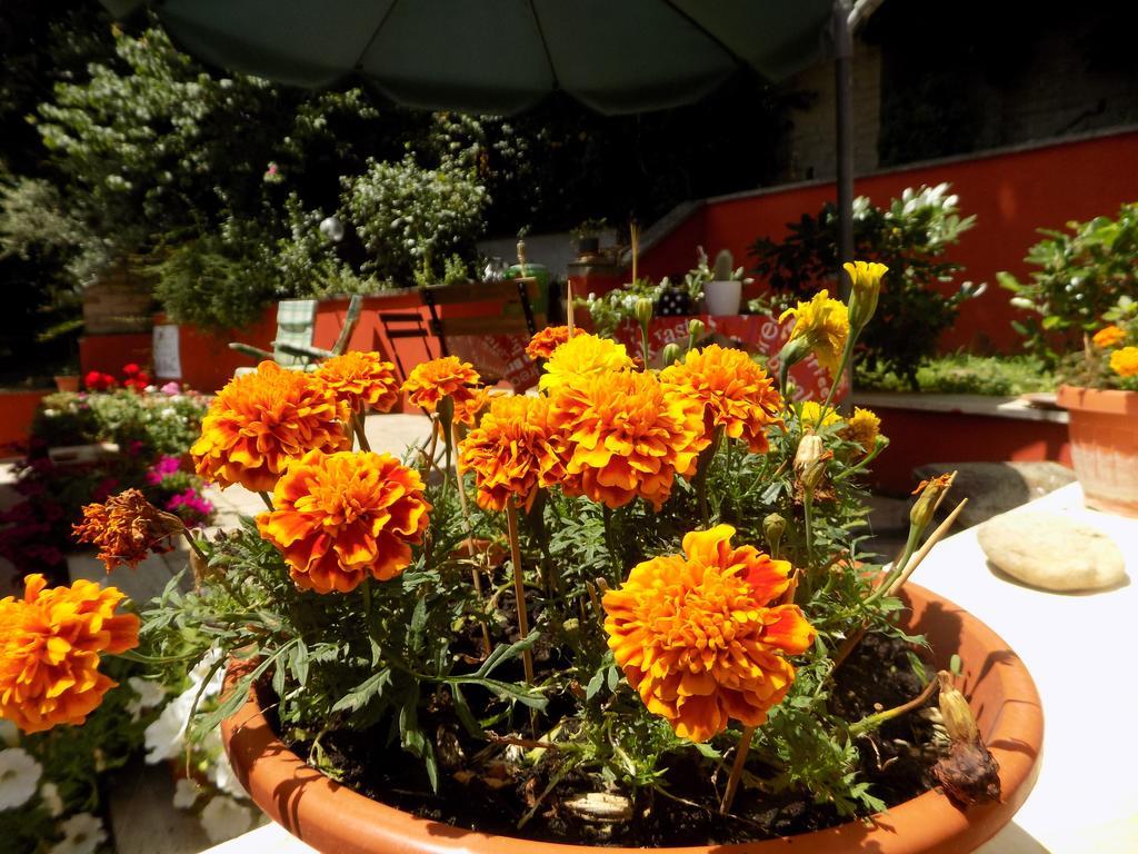 B&B Il Giardino Delle Camelie Палестрина Екстериор снимка